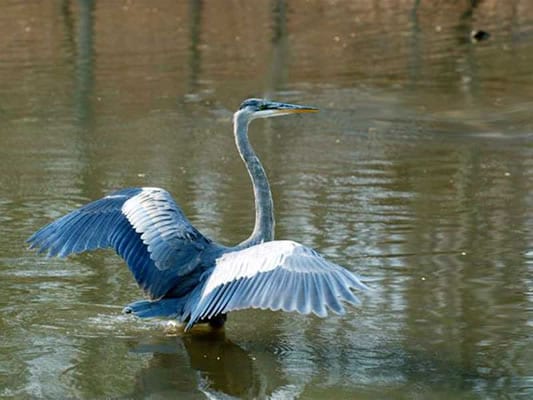 fun activities for families in Greensboro NC