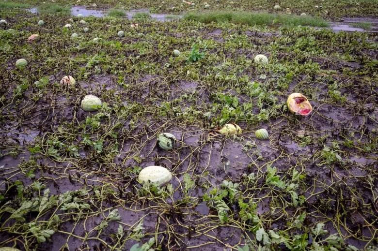 NC Farmer Worried Over Incoming Heavy Rain